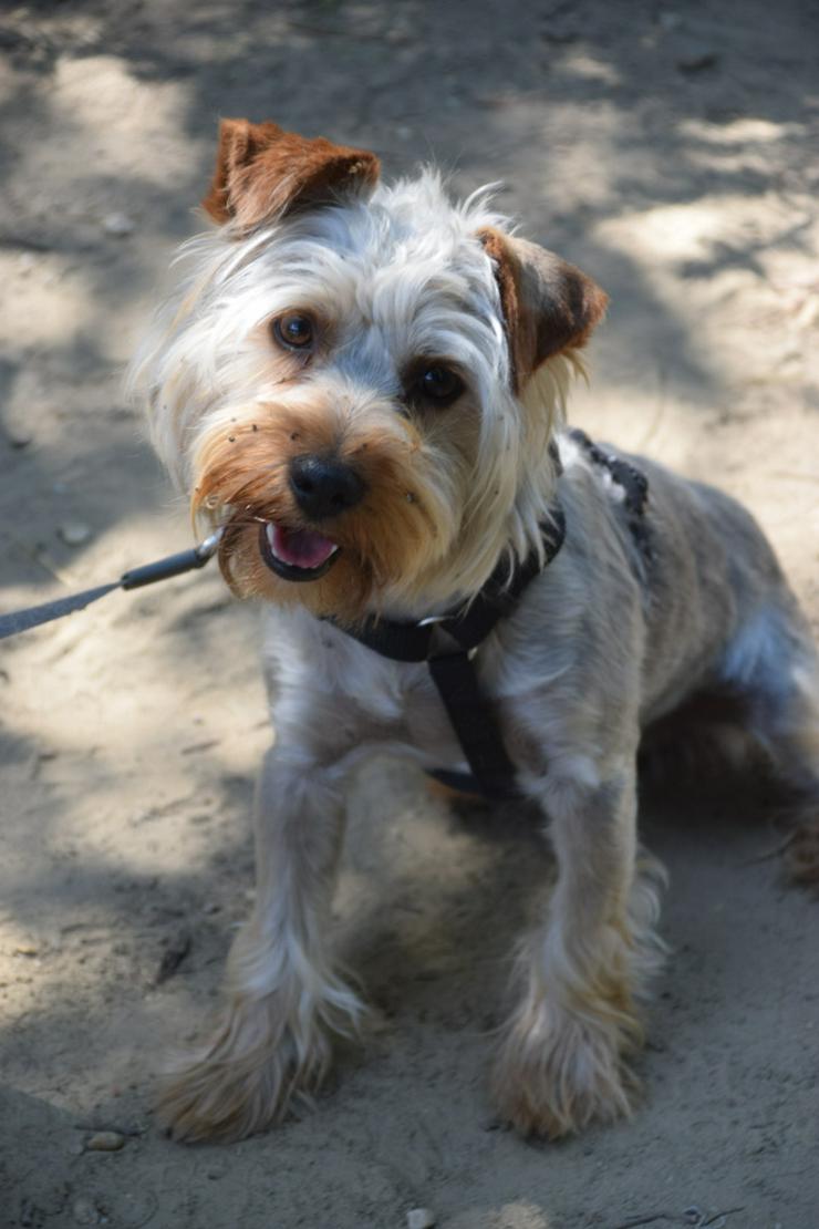 Bild 5: Bubi ist ein charmanter Yorkshire Terrier.