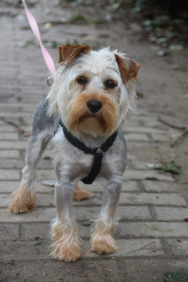 Bubi ist ein charmanter Yorkshire Terrier.