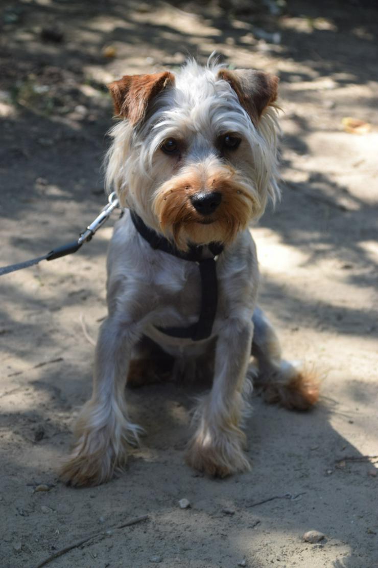 Bild 6: Bubi ist ein charmanter Yorkshire Terrier.