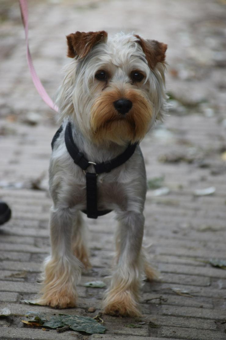 Bild 4: Bubi ist ein charmanter Yorkshire Terrier.