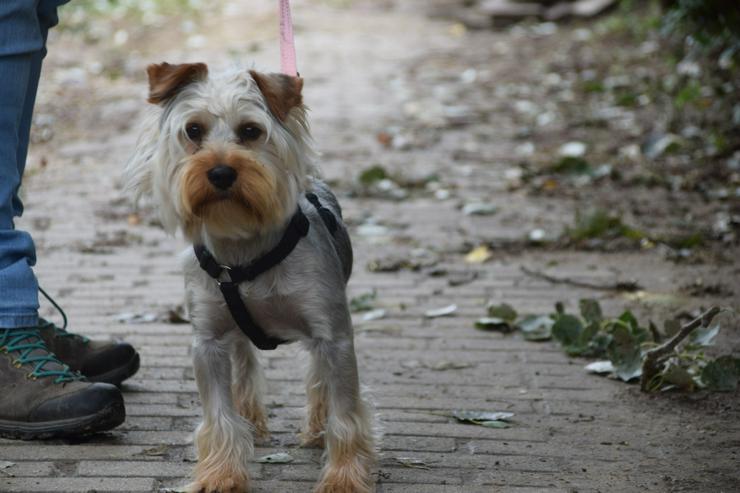 Bild 9: Bubi ist ein charmanter Yorkshire Terrier.