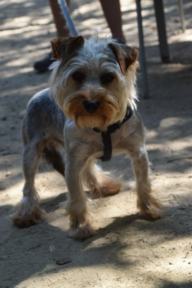 Bild 12: Bubi ist ein charmanter Yorkshire Terrier.