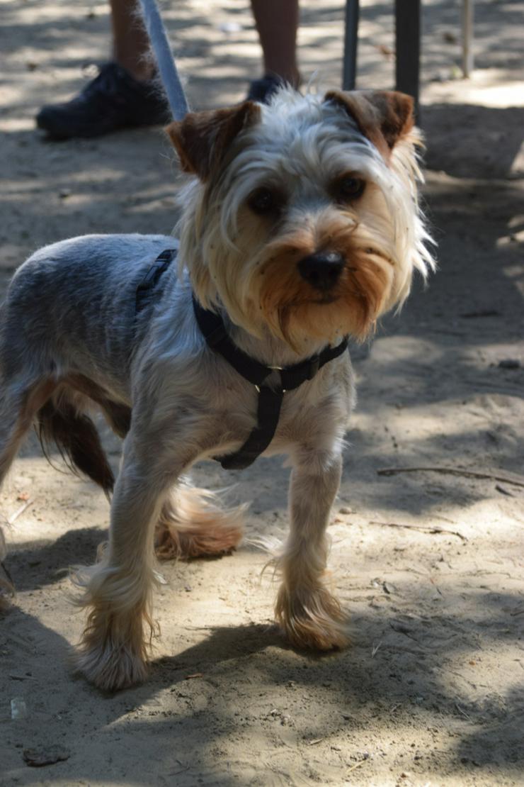 Bild 11: Bubi ist ein charmanter Yorkshire Terrier.