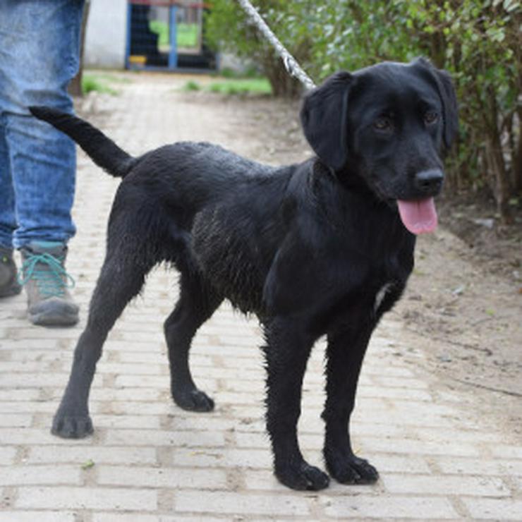 Bild 11: Sarolta ist eine junge lst eine Labrador-Gordon Setter Mischlingshündin. 