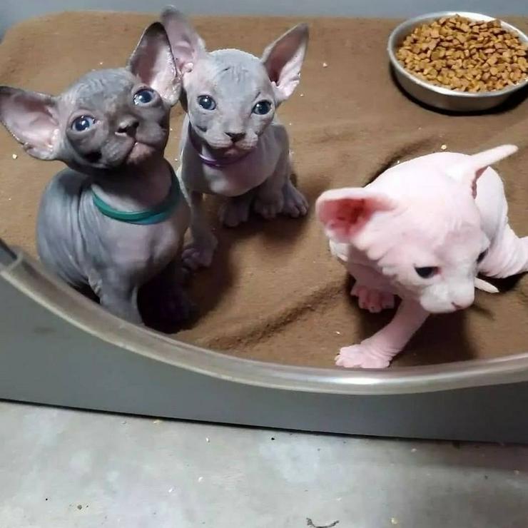 Sphynx Kitten mit Stammbaum – Männchen & Weibchen reservierbar! 🐾