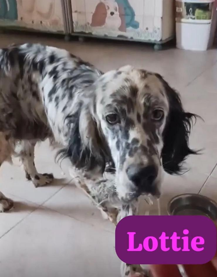 Lottie – Sanfte Setterseele sucht ihr Glück