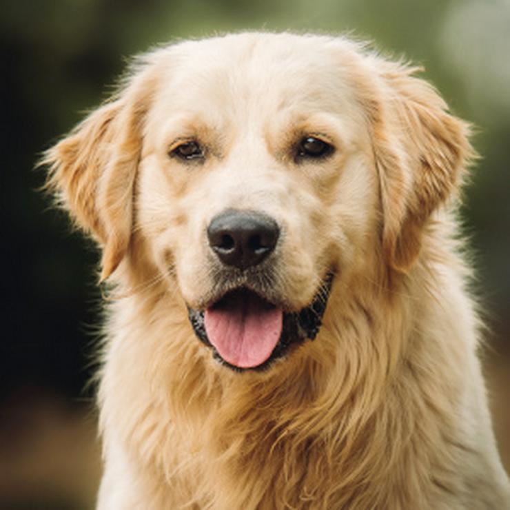 Bild 17: Nando ist ein freundlicher und aufgeschlossener Golden Retriever.