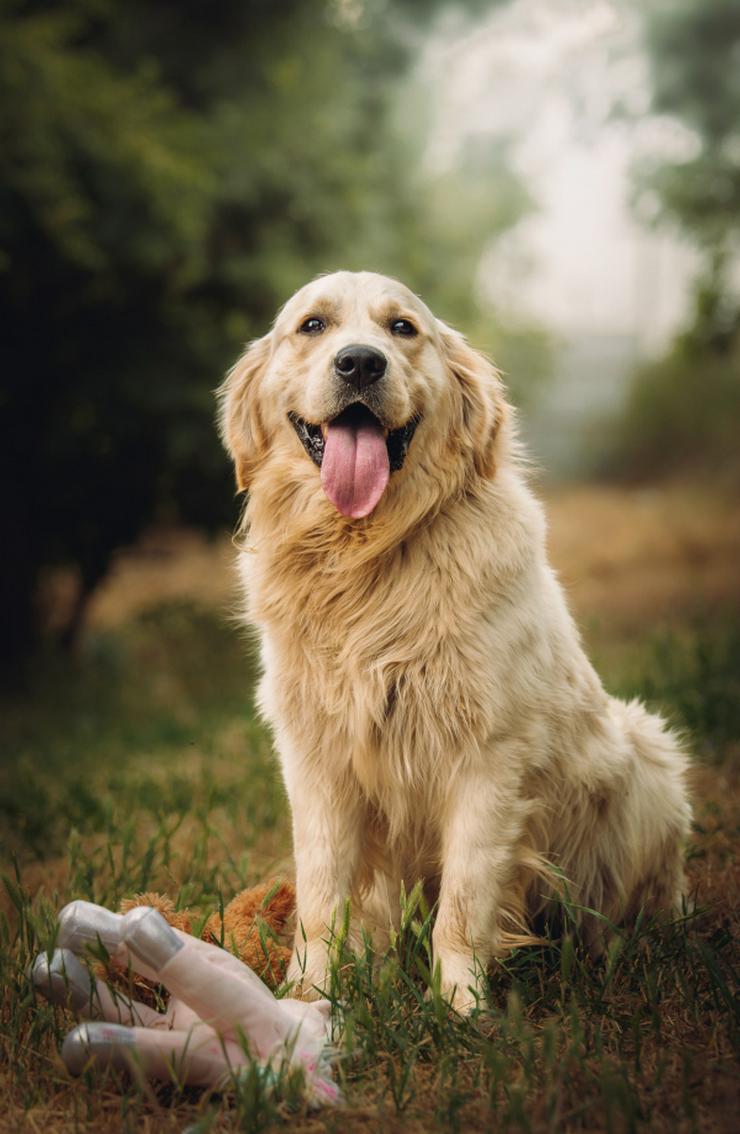 Bild 3: Nando ist ein freundlicher und aufgeschlossener Golden Retriever.