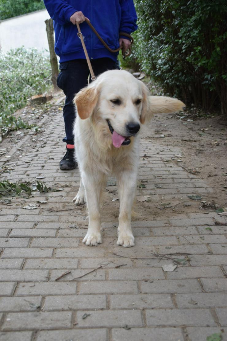 Bild 10: Nando ist ein freundlicher und aufgeschlossener Golden Retriever.