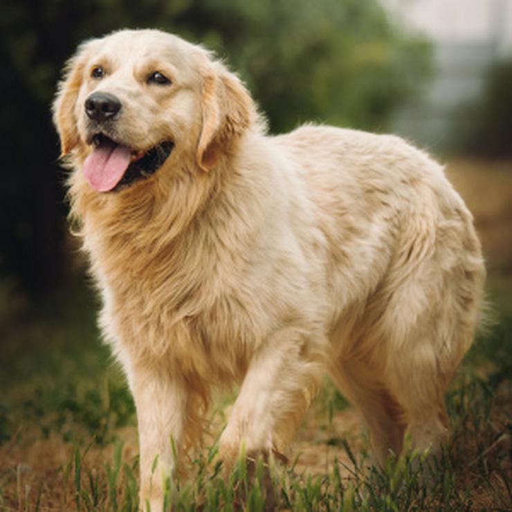 Bild 16: Nando ist ein freundlicher und aufgeschlossener Golden Retriever.