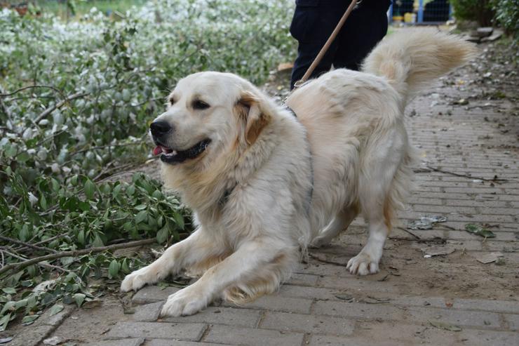 Bild 6: Nando ist ein freundlicher und aufgeschlossener Golden Retriever.