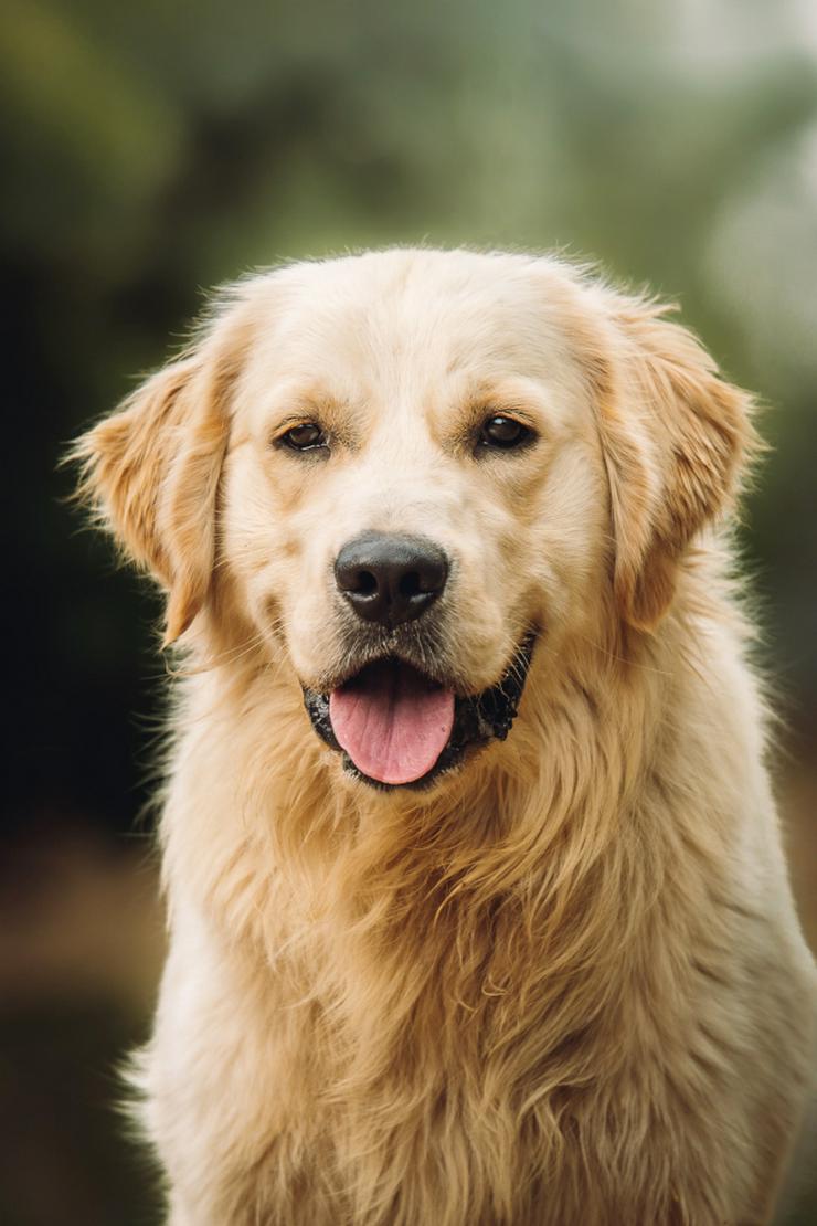 Bild 2: Nando ist ein freundlicher und aufgeschlossener Golden Retriever.
