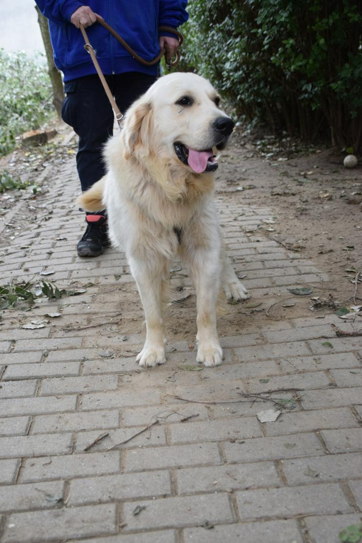 Bild 9: Nando ist ein freundlicher und aufgeschlossener Golden Retriever.