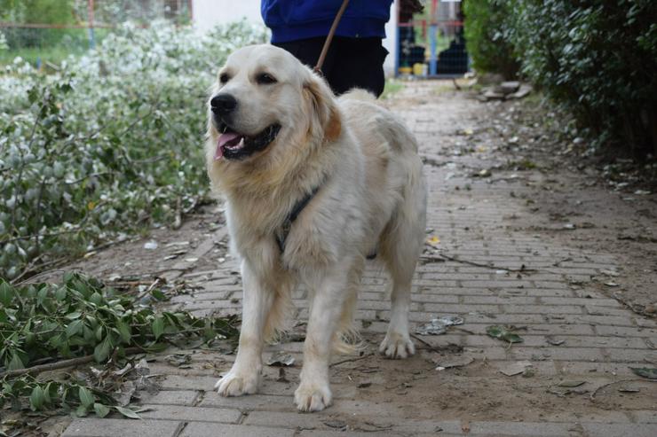 Bild 11: Nando ist ein freundlicher und aufgeschlossener Golden Retriever.