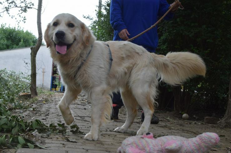Bild 13: Nando ist ein freundlicher und aufgeschlossener Golden Retriever.