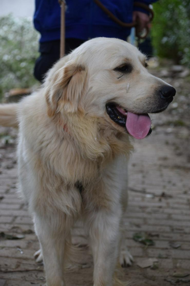 Bild 8: Nando ist ein freundlicher und aufgeschlossener Golden Retriever.