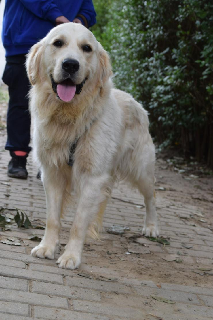Bild 7: Nando ist ein freundlicher und aufgeschlossener Golden Retriever.