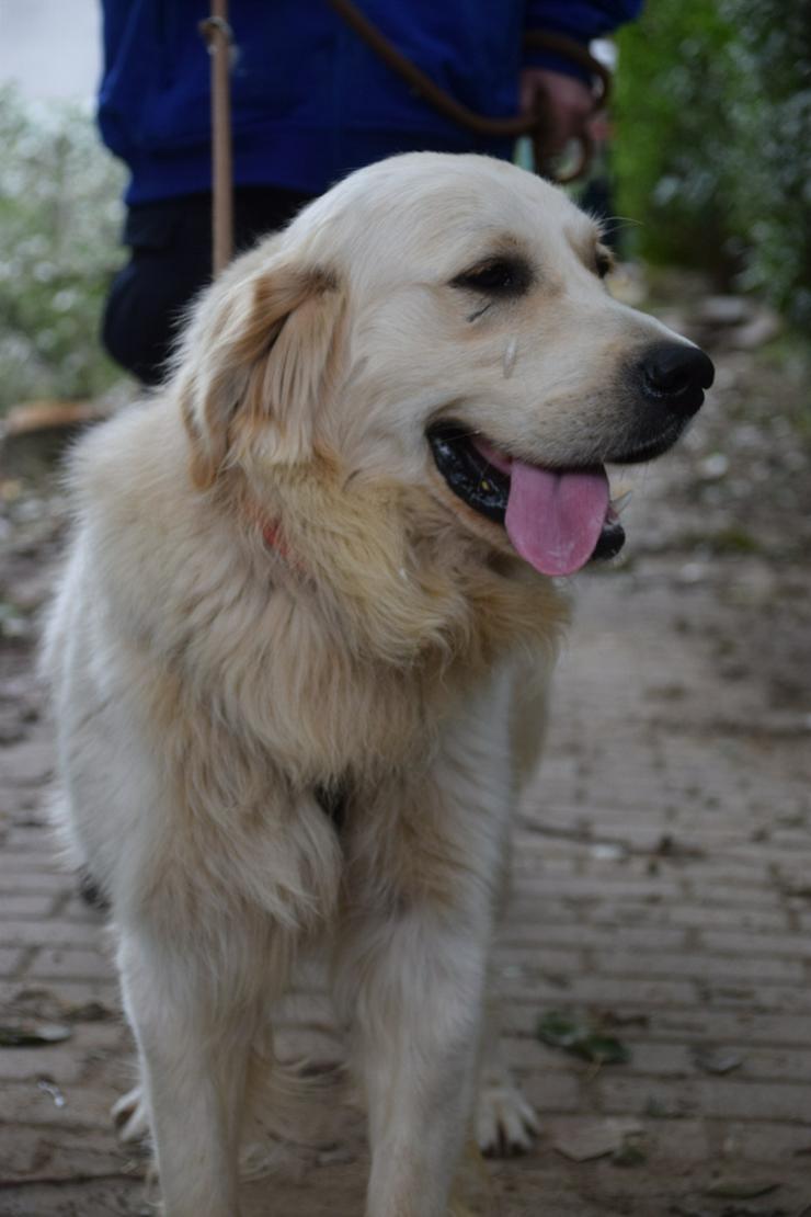 Bild 14: Nando ist ein freundlicher und aufgeschlossener Golden Retriever.