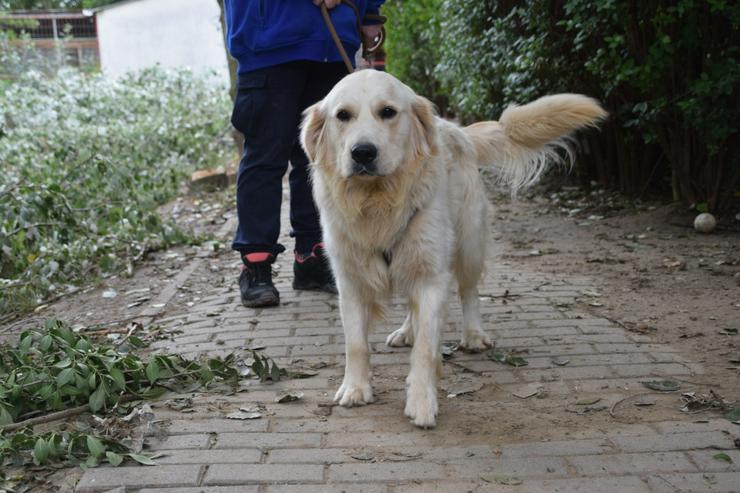 Bild 12: Nando ist ein freundlicher und aufgeschlossener Golden Retriever.