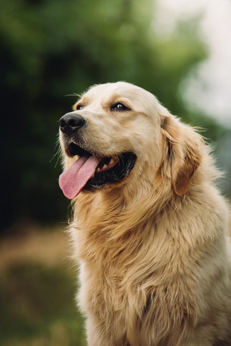 Bild 4: Nando ist ein freundlicher und aufgeschlossener Golden Retriever.