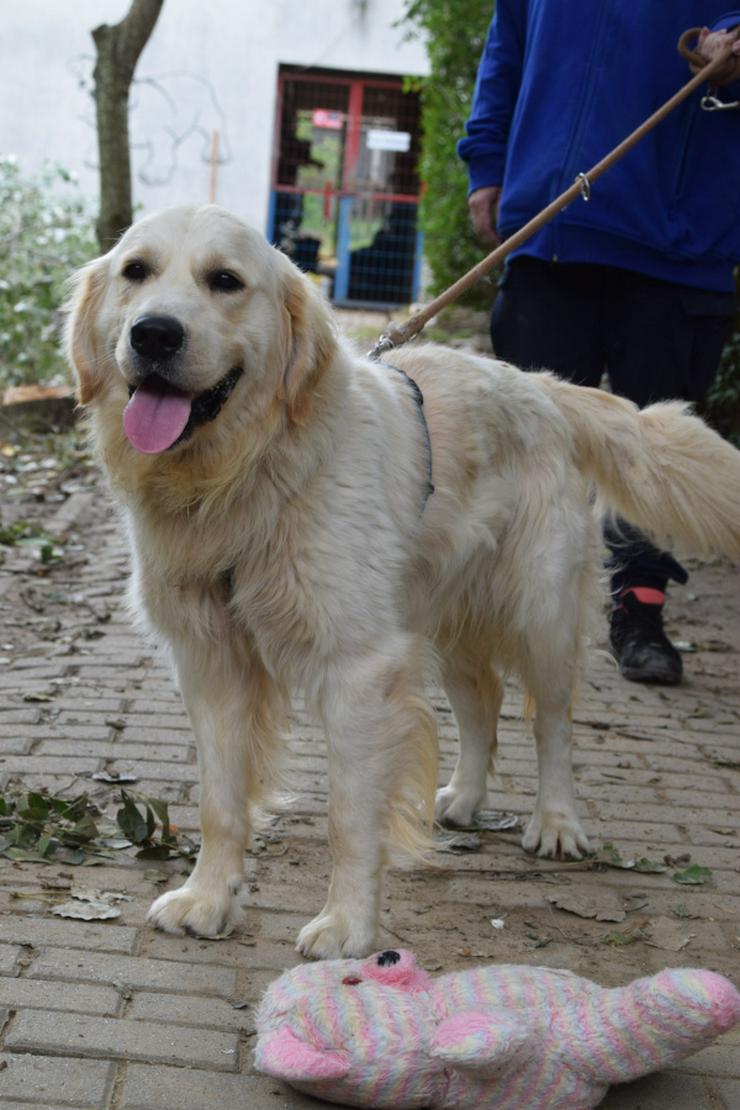 Bild 15: Nando ist ein freundlicher und aufgeschlossener Golden Retriever.