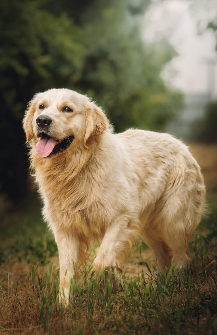Nando ist ein freundlicher und aufgeschlossener Golden Retriever.