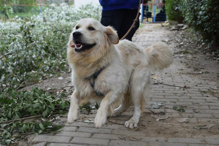 Bild 5: Nando ist ein freundlicher und aufgeschlossener Golden Retriever.