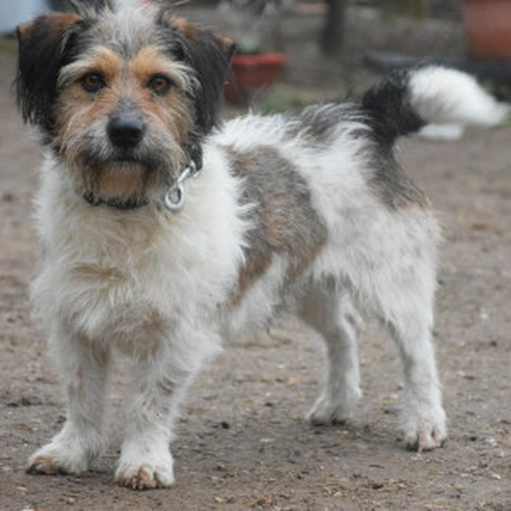 Bild 9: Larry ist ein charmanter, freundlicher Terrier-Mix.