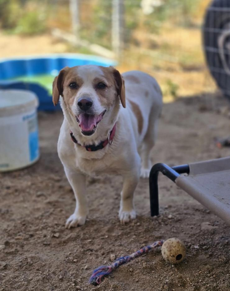 Bild 5: Clara - kleine, feine Hundedamen im besten Alte