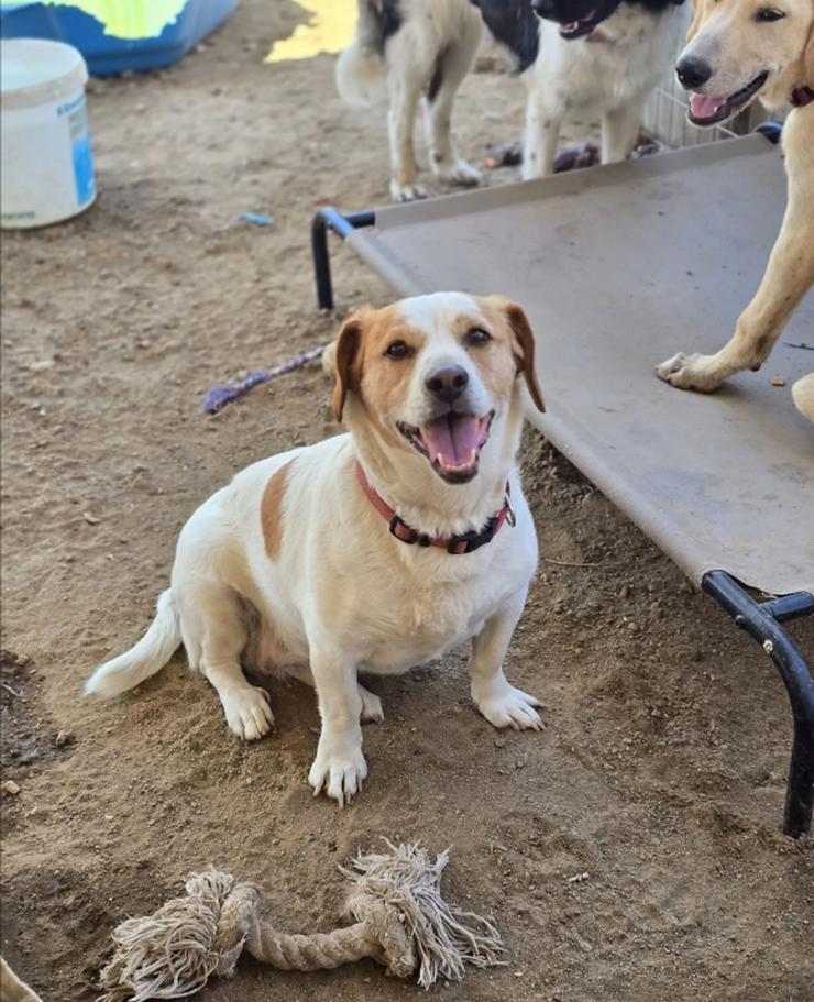 Bild 2: Clara - kleine, feine Hundedamen im besten Alte