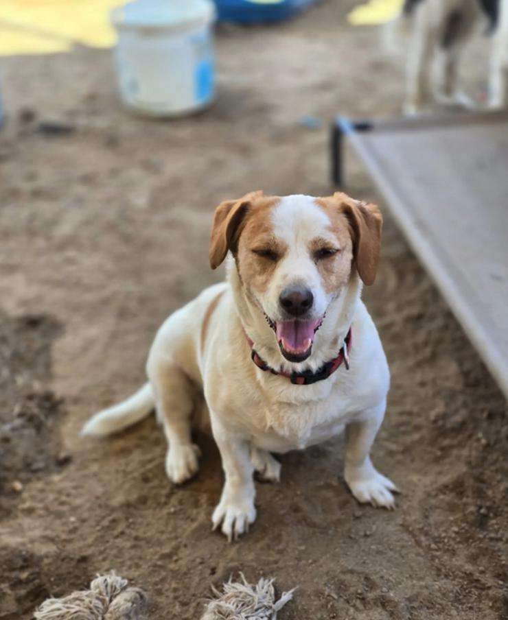 Bild 3: Clara - kleine, feine Hundedamen im besten Alte