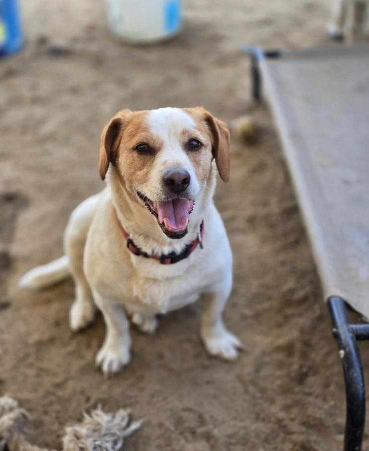 Bild 4: Clara - kleine, feine Hundedamen im besten Alte