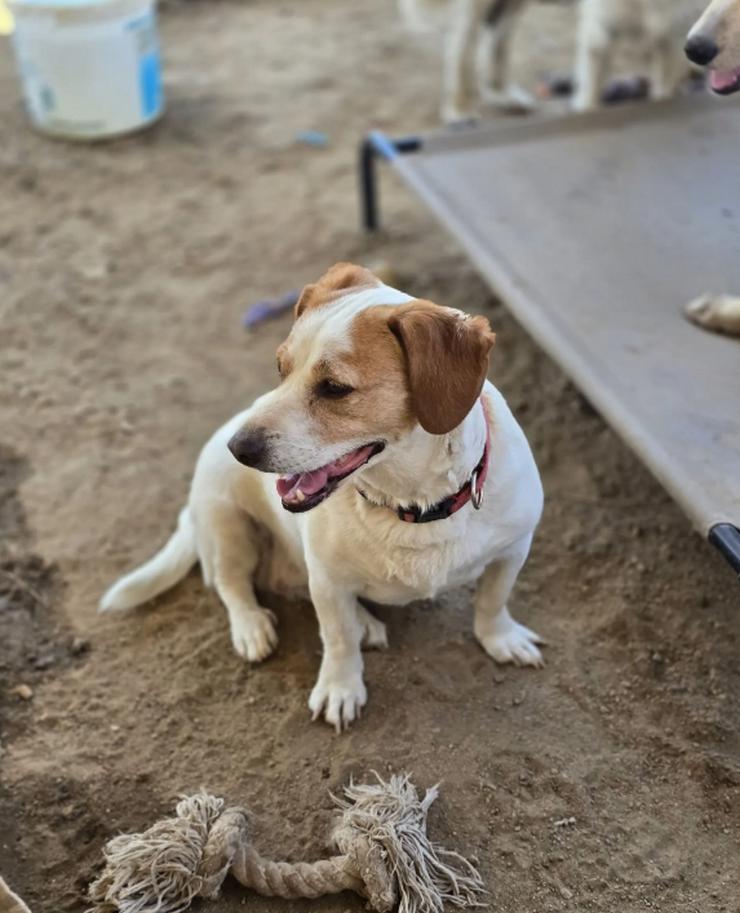 Clara - kleine, feine Hundedamen im besten Alte - Mischlingshunde - Bild 1