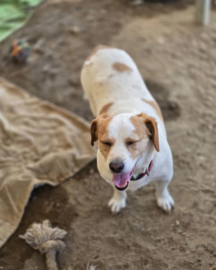 Bild 6: Clara - kleine, feine Hundedamen im besten Alte