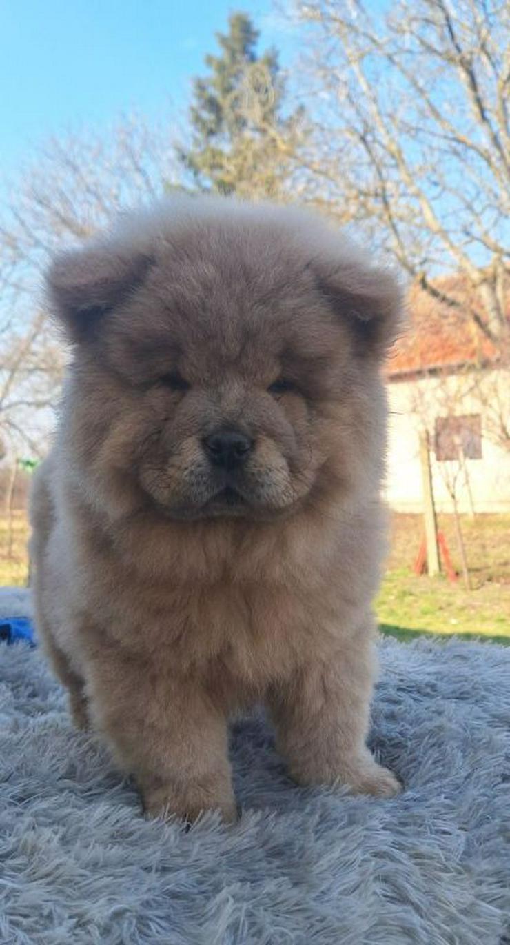  Wunderschöne Chow-Chow Welpen können reserviert werden