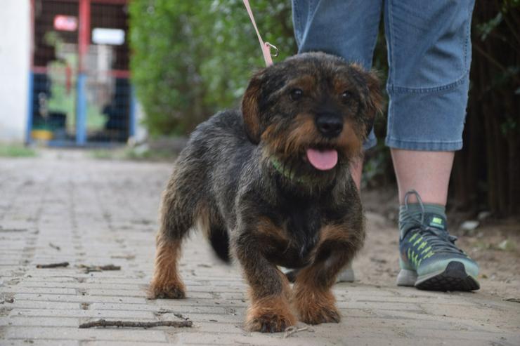 Bild 4: Ewok ist ein entzückender Rauhaardackel-Mix