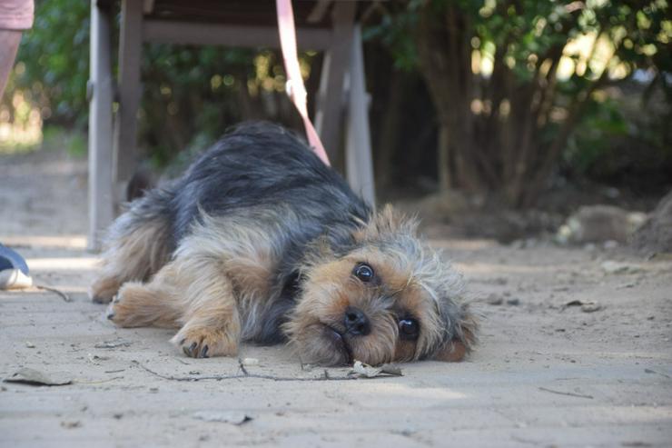 Bild 11: Peanut ist eine bezaubernde junge Hündin.