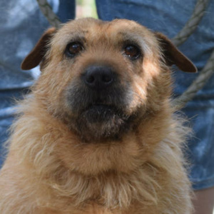 Devina ist eine nette SharPei-Mix-Hündin