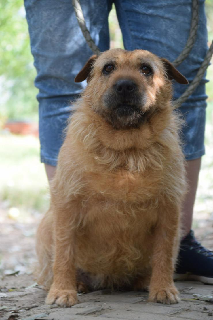 Devina ist eine nette SharPei-Mix-Hündin