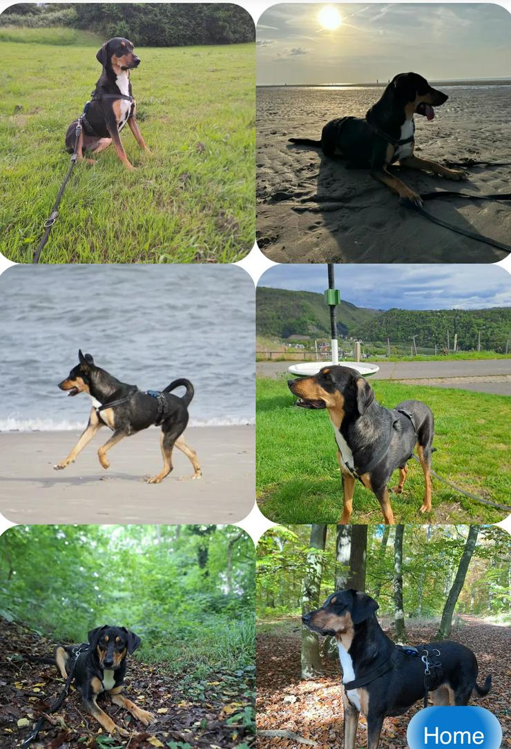 Bild 2: Goldie sucht ihr Zuhause für immer