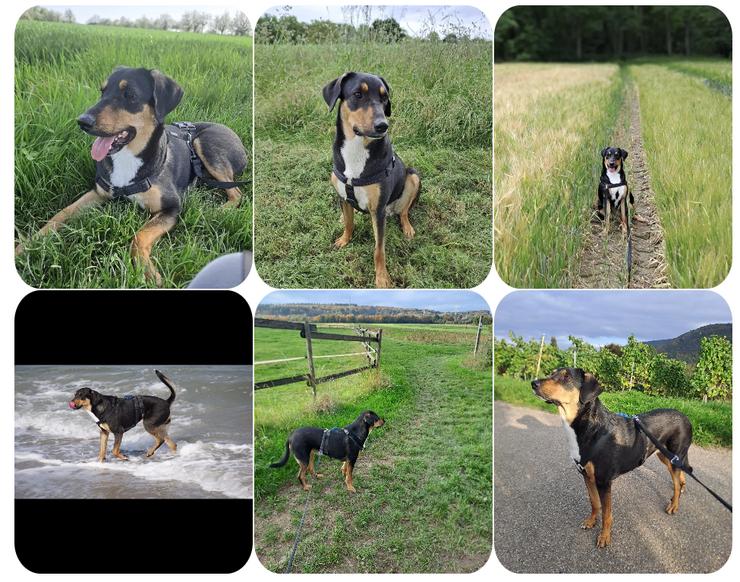 Goldie sucht ihr Zuhause für immer