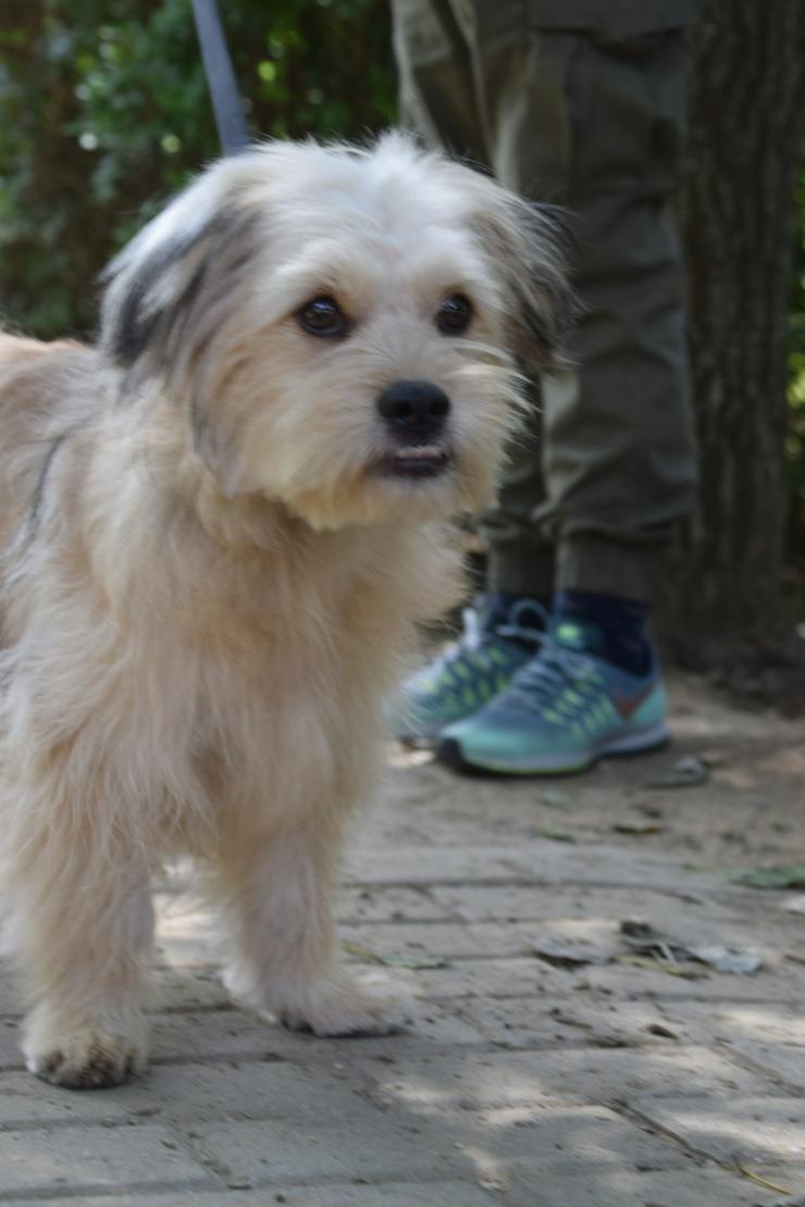 Bild 2: Samson ist ein schüchterner, aber unglaublich liebenswerter kleiner Hund.