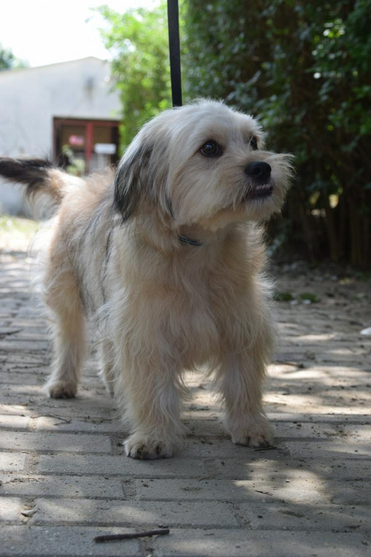 Bild 3: Samson ist ein schüchterner, aber unglaublich liebenswerter kleiner Hund.