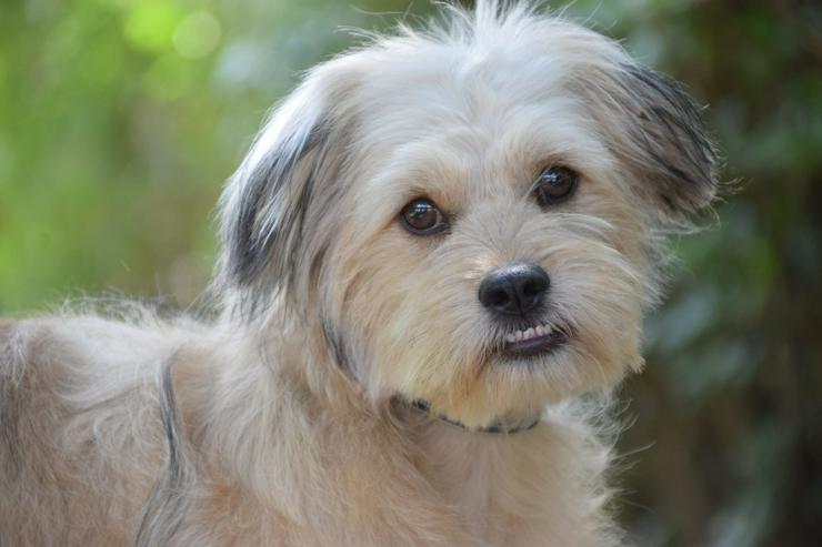 Samson ist ein schüchterner, aber unglaublich liebenswerter kleiner Hund.