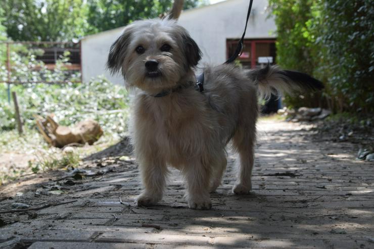 Bild 6: Samson ist ein schüchterner, aber unglaublich liebenswerter kleiner Hund.