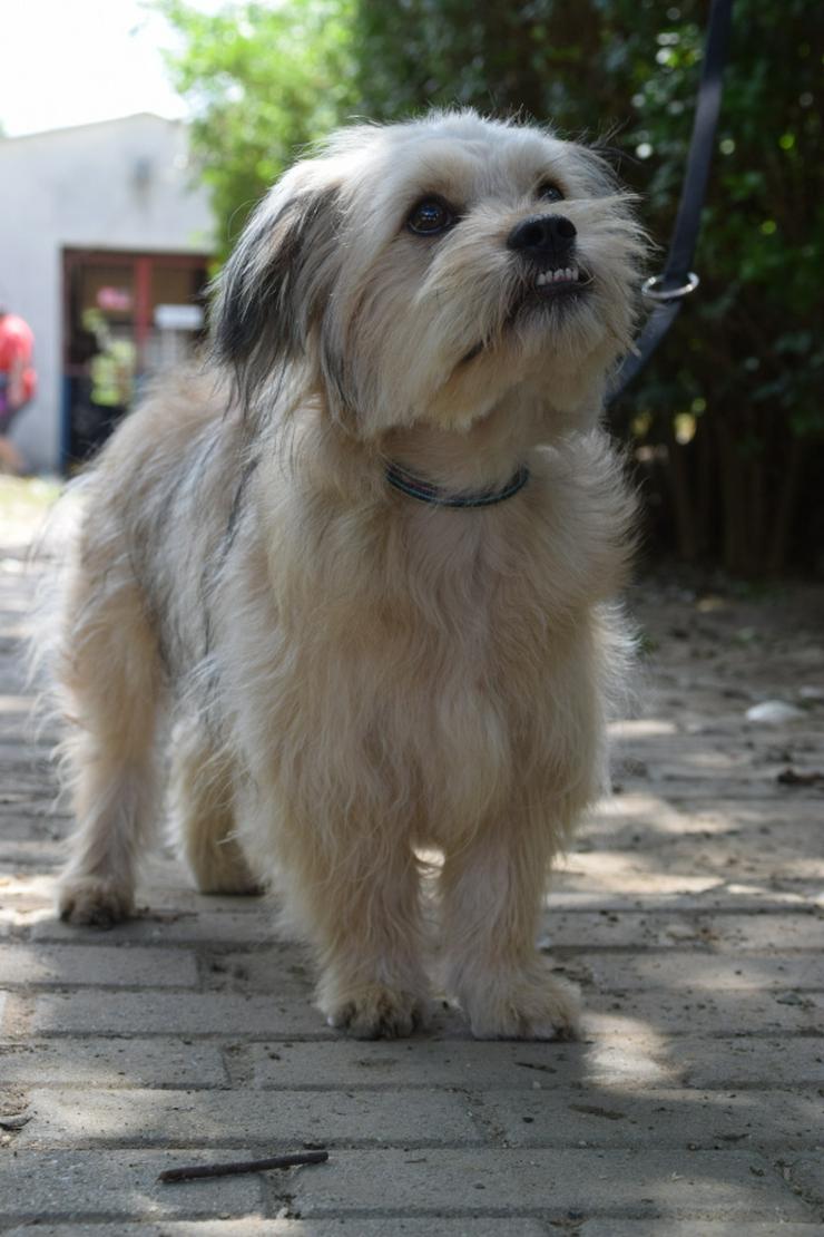Bild 4: Samson ist ein schüchterner, aber unglaublich liebenswerter kleiner Hund.