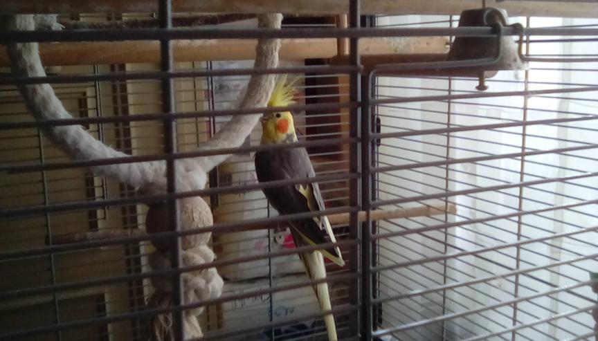 Bild 4: Nymphensittich  Hahn gescheckt ca.3Jahre mit Vogelvoliere
