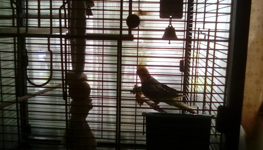 Bild 5: Nymphensittich  Hahn gescheckt ca.3Jahre mit Vogelvoliere
