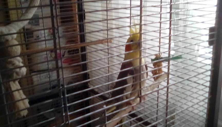Nymphensittich  Hahn gescheckt ca.3Jahre mit Vogelvoliere - Sittiche - Bild 1