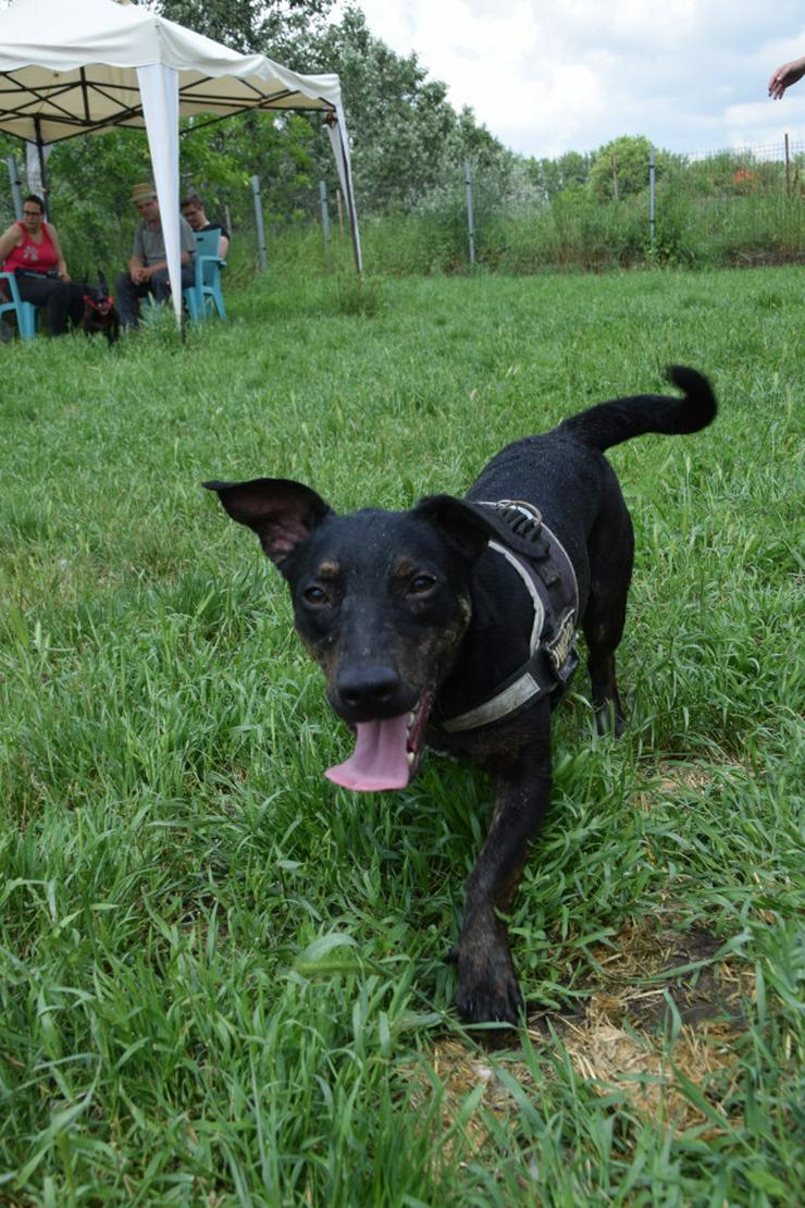 Bild 9: Patrik ist ein kleiner, lieber und freundlicher Hundemann.